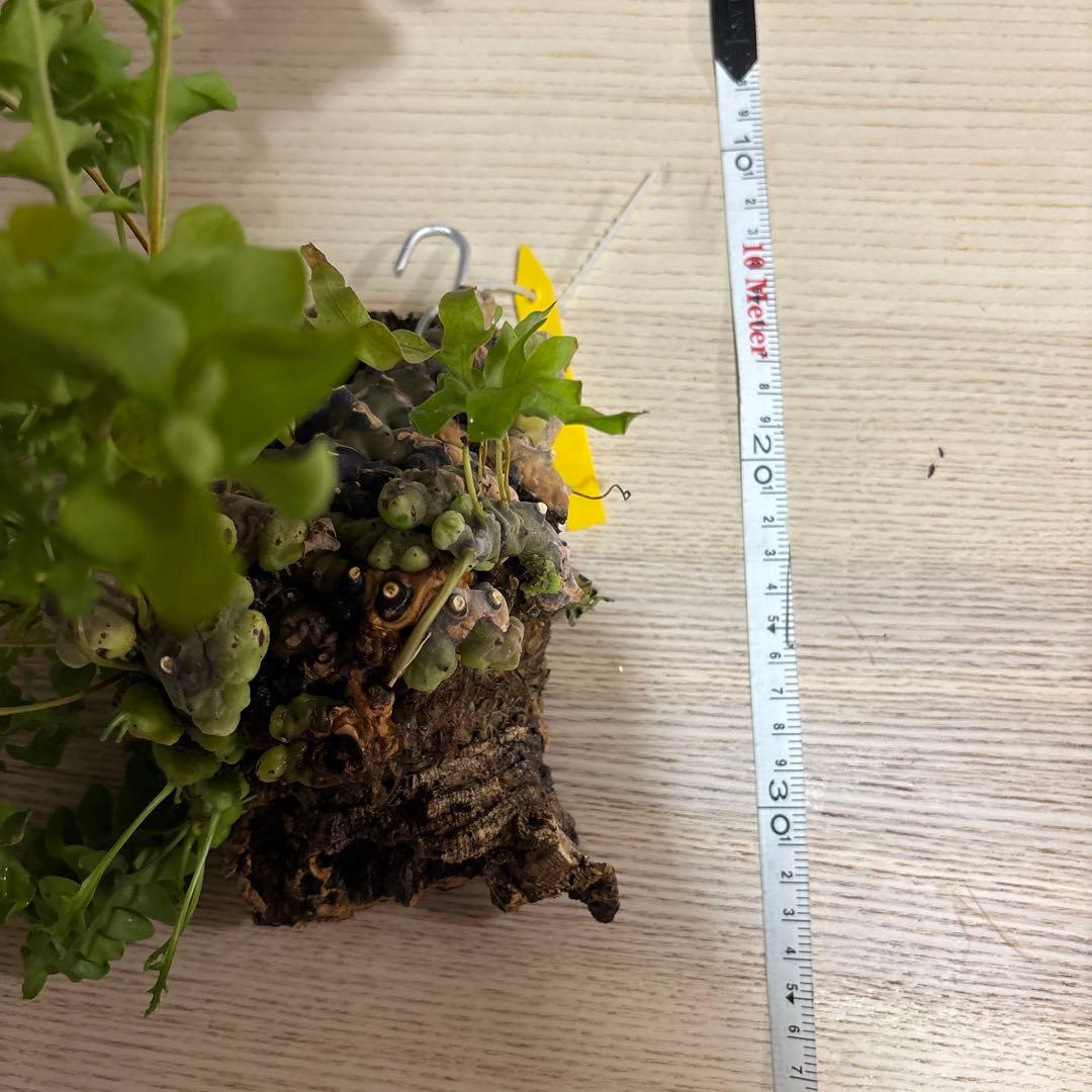 R*K様 Lecanopteris luzonensis レカノプテリスルゾネン