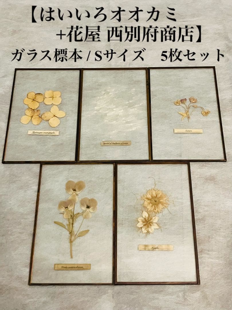 専用【はいいろオオカミ+花屋 西別府商店】ガラス標本 / Sサイズ　5枚セット