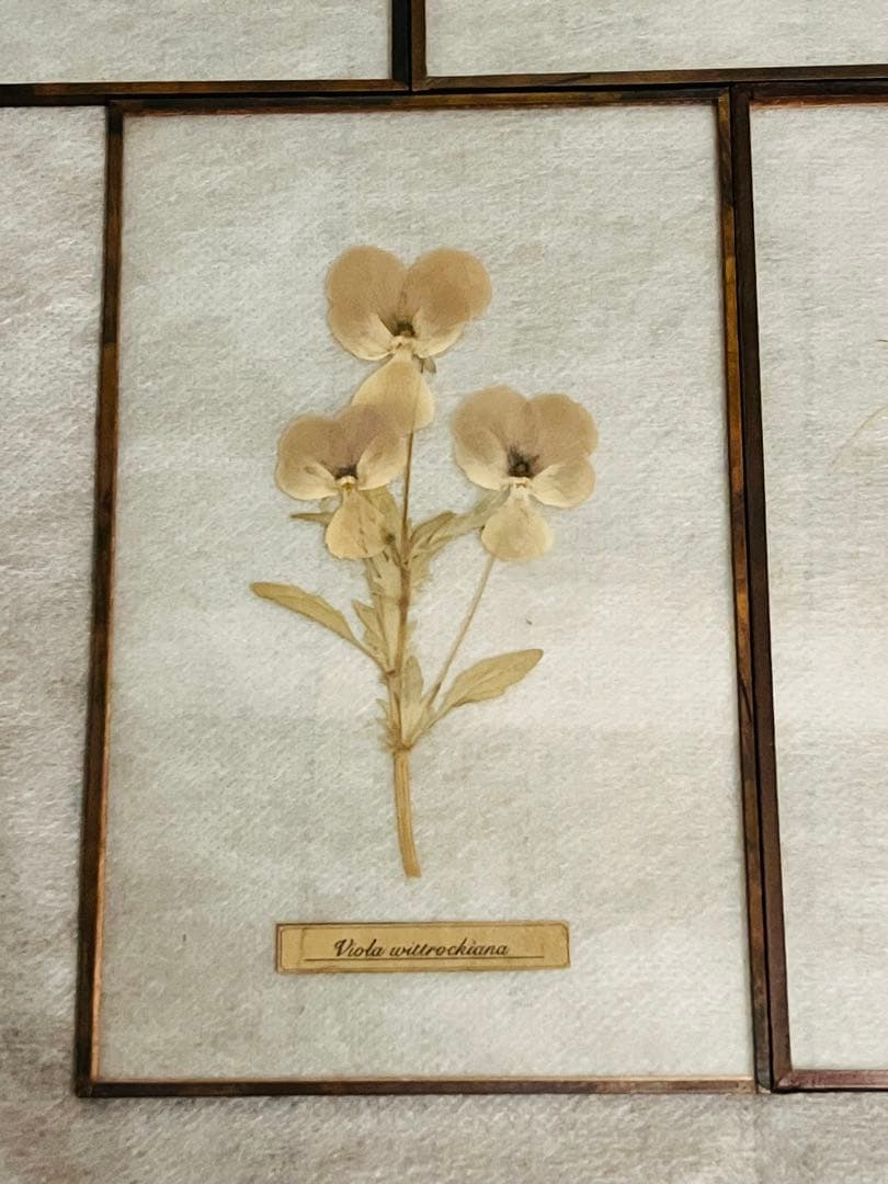 専用【はいいろオオカミ+花屋 西別府商店】ガラス標本 / Sサイズ　5枚セット