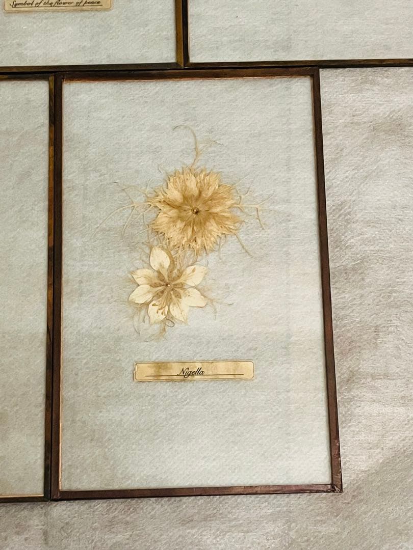 専用【はいいろオオカミ+花屋 西別府商店】ガラス標本 / Sサイズ　5枚セット