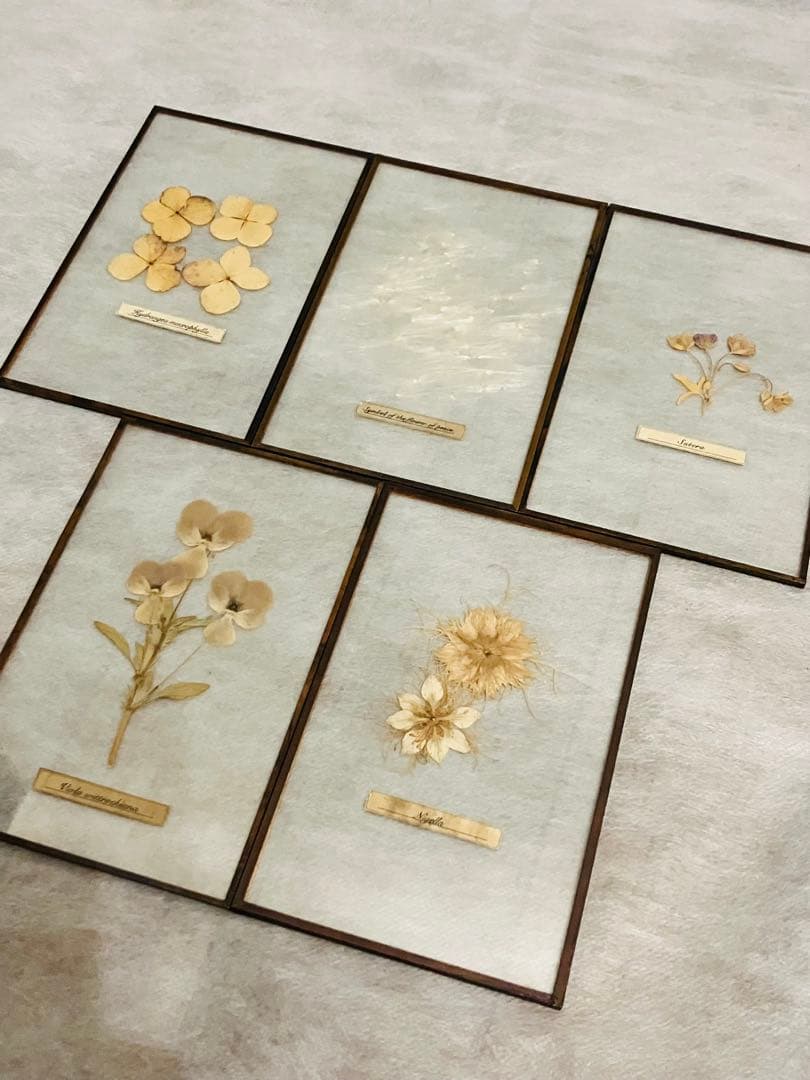 専用【はいいろオオカミ+花屋 西別府商店】ガラス標本 / Sサイズ　5枚セット