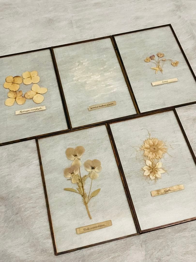 専用【はいいろオオカミ+花屋 西別府商店】ガラス標本 / Sサイズ　5枚セット