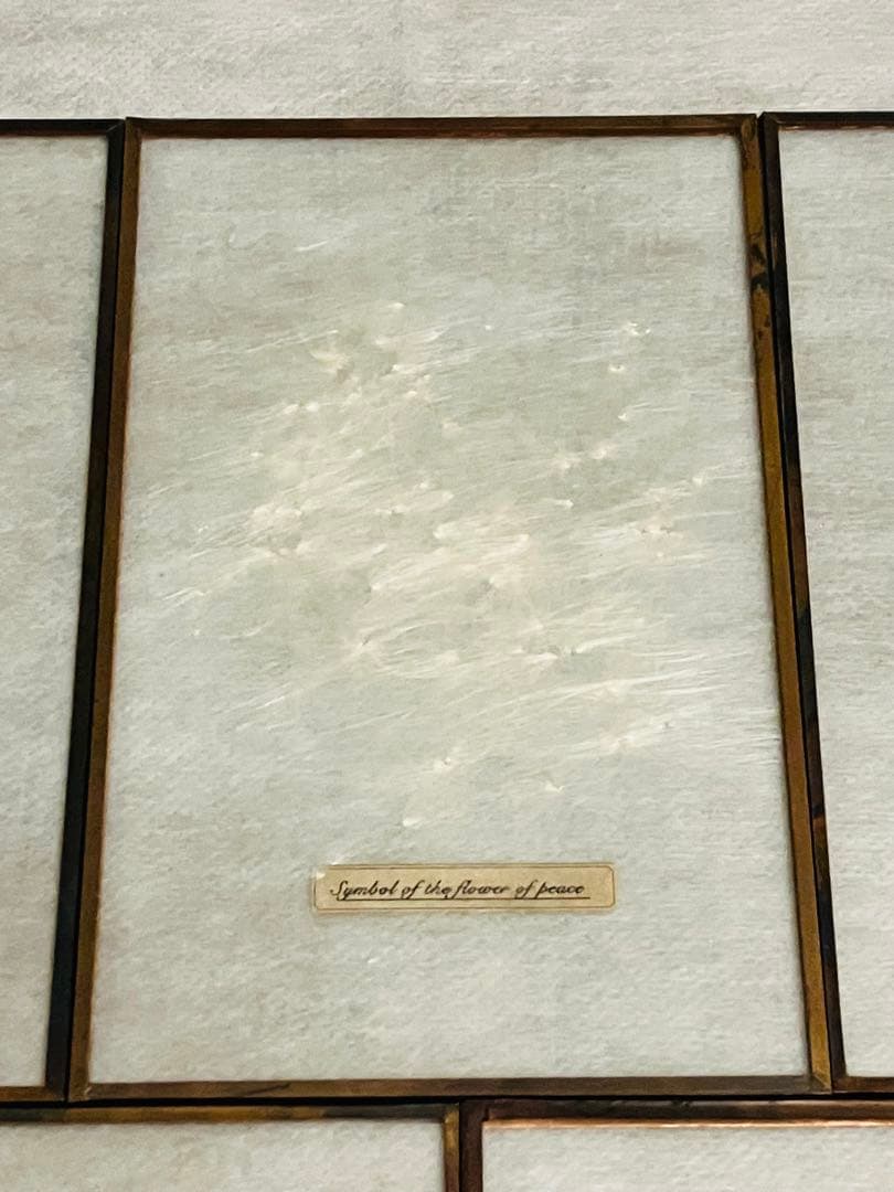 専用【はいいろオオカミ+花屋 西別府商店】ガラス標本 / Sサイズ　5枚セット