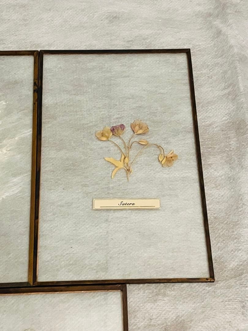 専用【はいいろオオカミ+花屋 西別府商店】ガラス標本 / Sサイズ　5枚セット