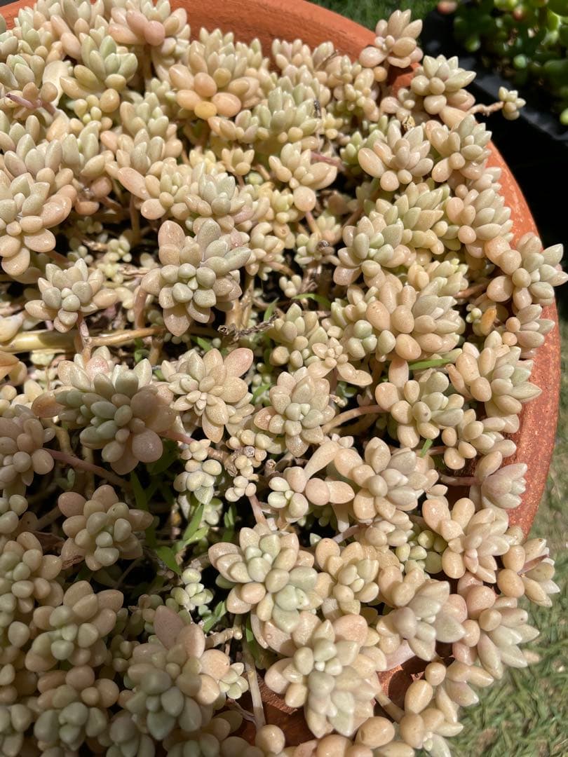 ☆ご確認用☆ 姫秋麗　姫秀麗