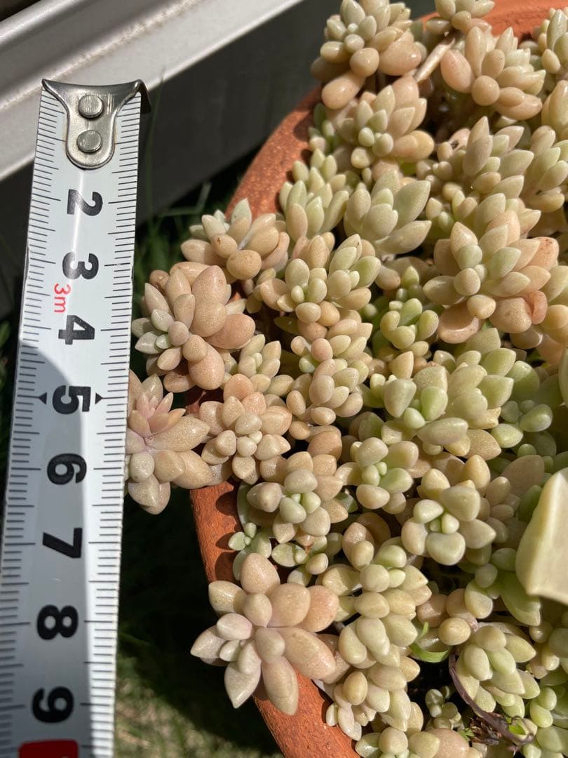 ☆ご確認用☆ 姫秋麗　姫秀麗