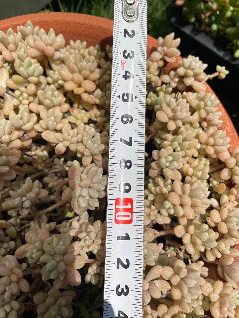 ☆ご確認用☆ 姫秋麗　姫秀麗