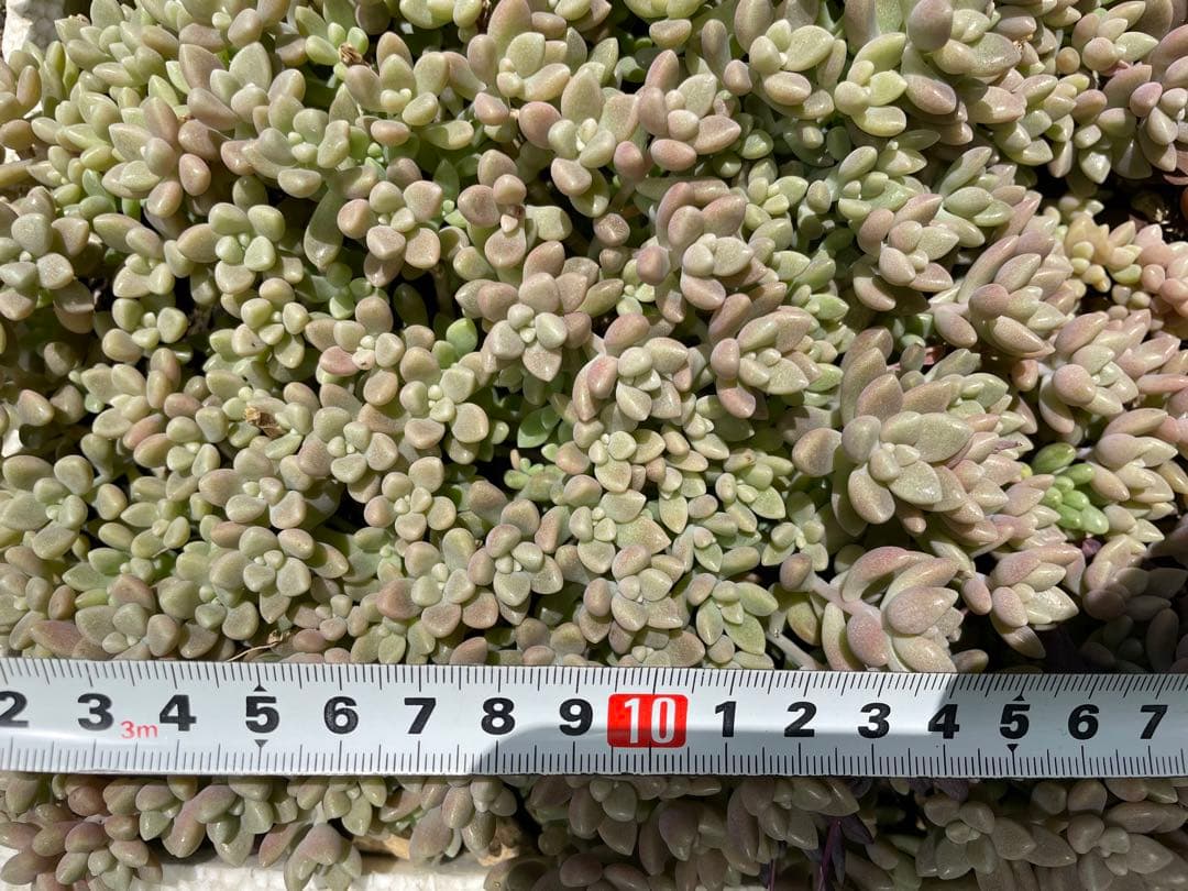 ☆ご確認用☆ 姫秋麗　姫秀麗