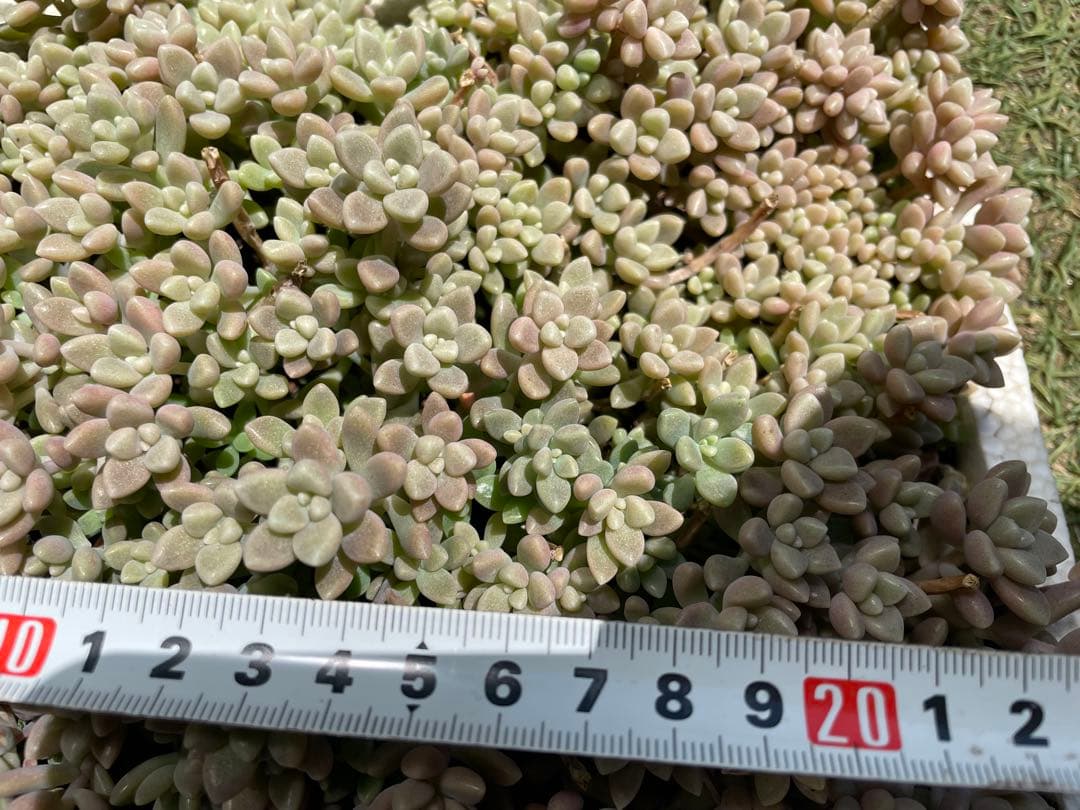 ☆ご確認用☆ 姫秋麗　姫秀麗