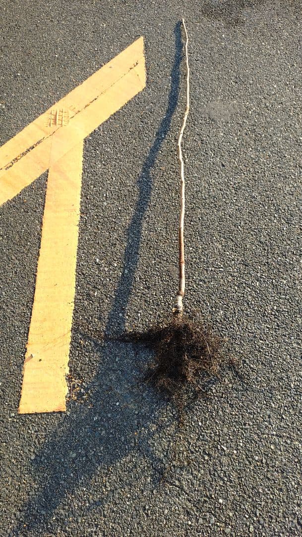 太秋柿 3年生 と小春3年生セット販売品！