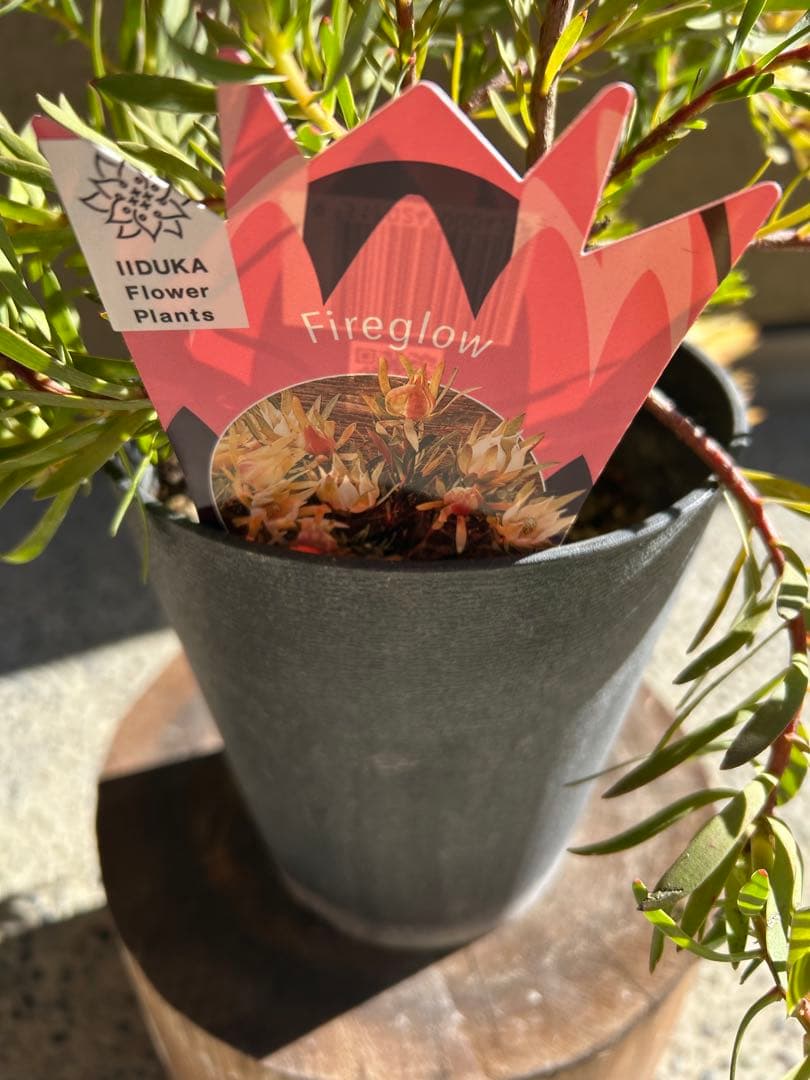 リューカデンドロンファイアーグロー5号大①