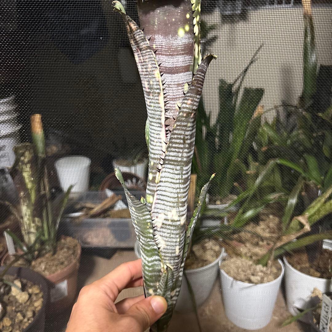 ブロメリア　ビルベルギア　billbergia calcite