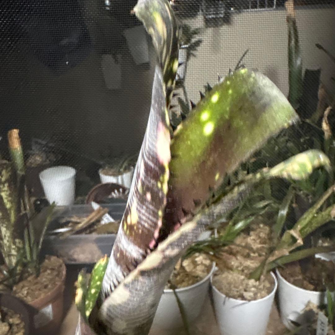 ブロメリア　ビルベルギア　billbergia calcite