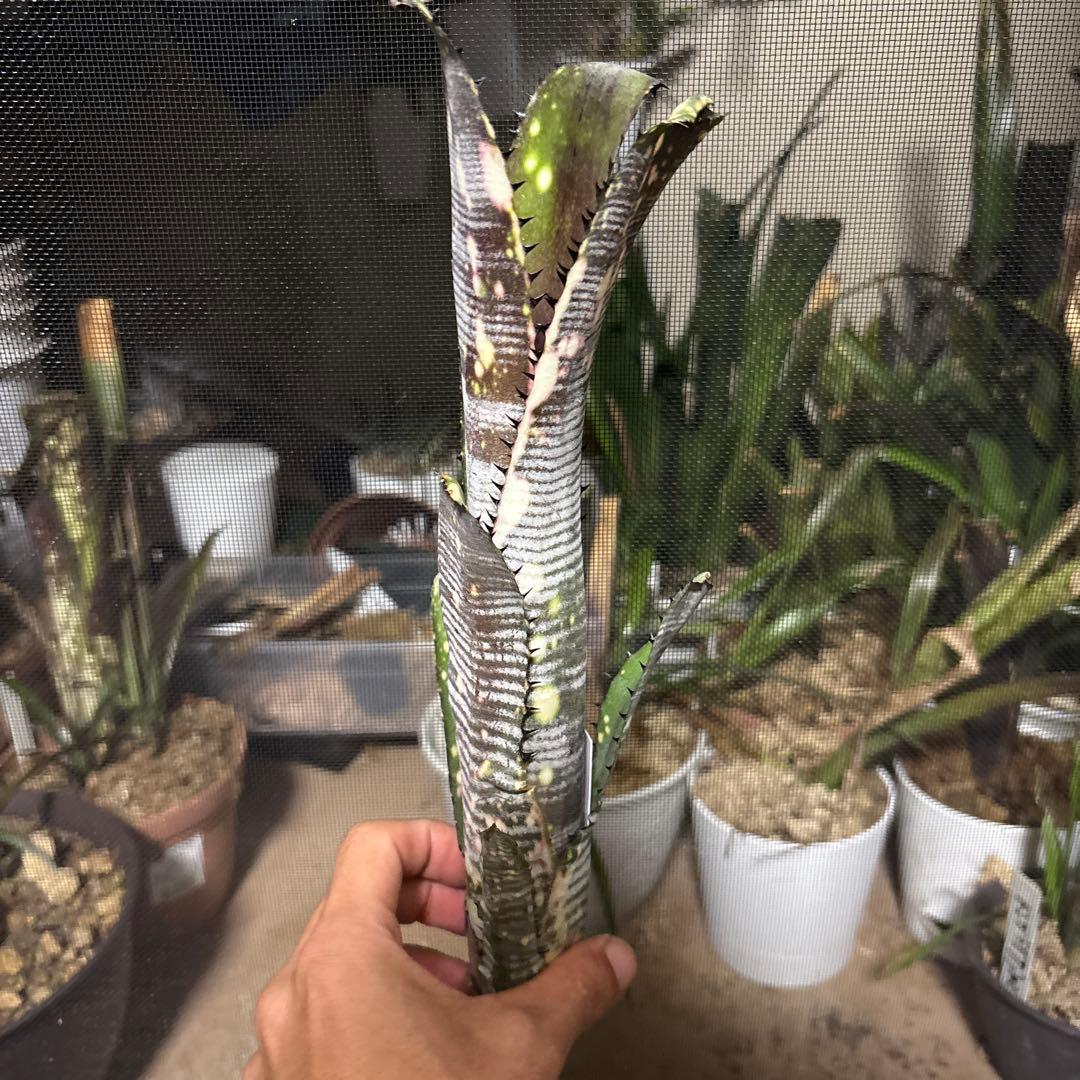 ブロメリア　ビルベルギア　billbergia calcite