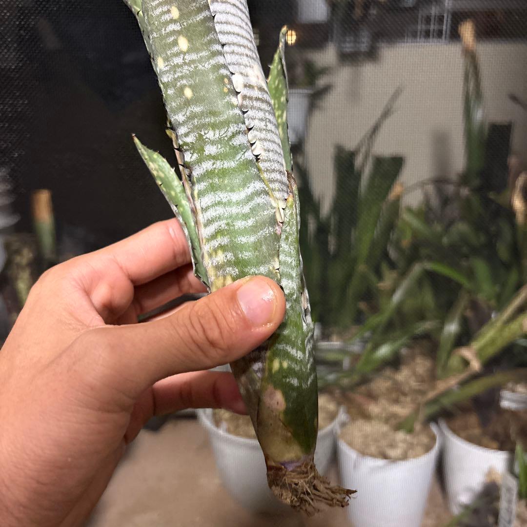 ブロメリア　ビルベルギア　billbergia calcite