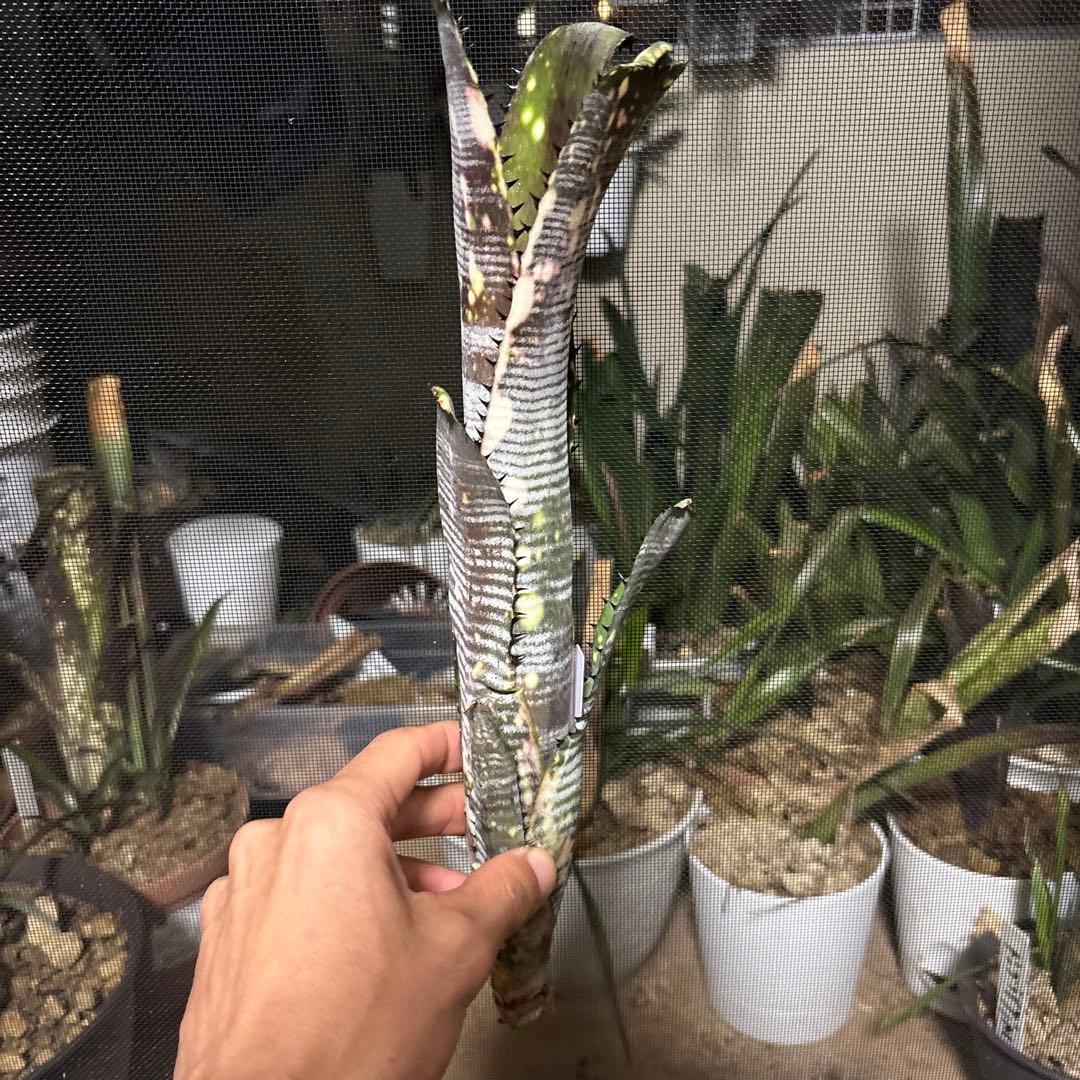 ブロメリア　ビルベルギア　billbergia calcite
