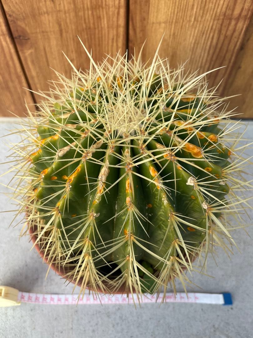 サボテン 約20cm