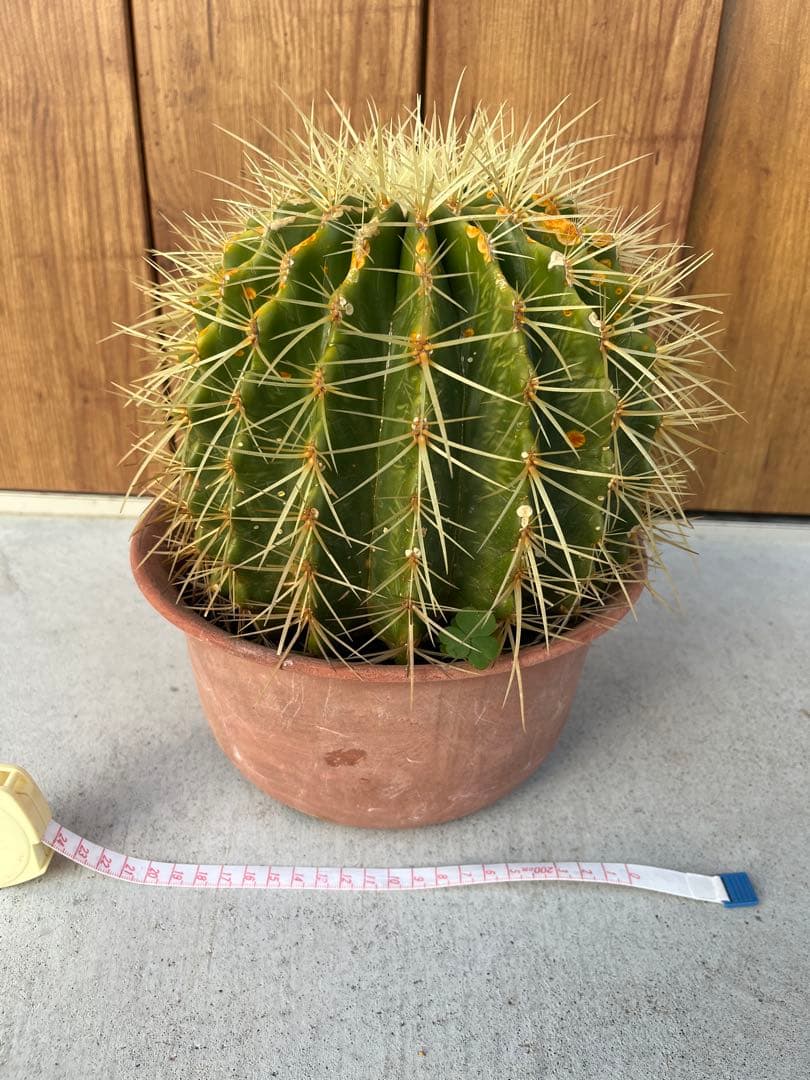 サボテン 約20cm