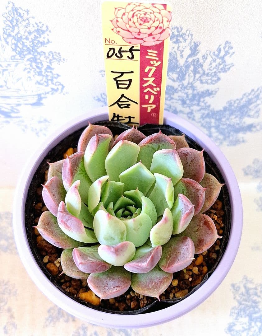 百合牡丹　札付きポットごとメルカリ便おらいさん苗ミックスベリア