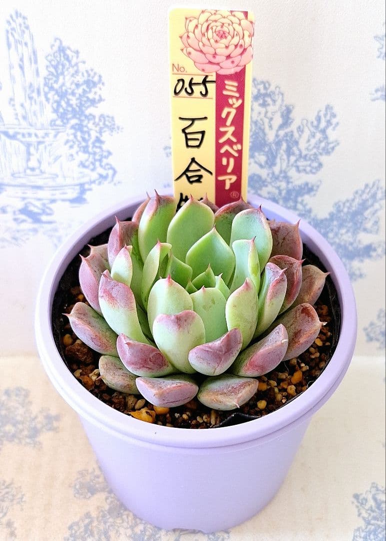 百合牡丹　札付きポットごとメルカリ便おらいさん苗ミックスベリア