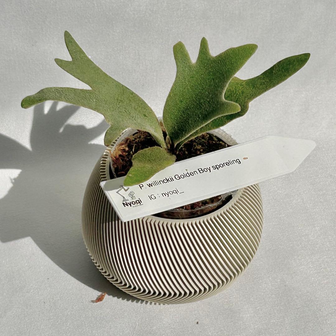 【メルカリ便】P. wilinckii Golden Boy spore【36】