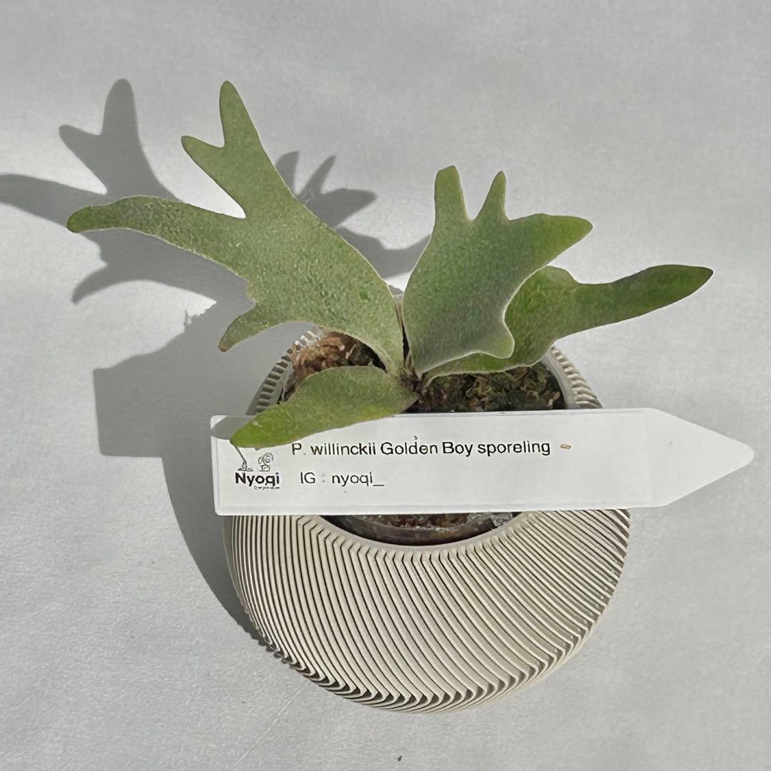【メルカリ便】P. wilinckii Golden Boy spore【36】