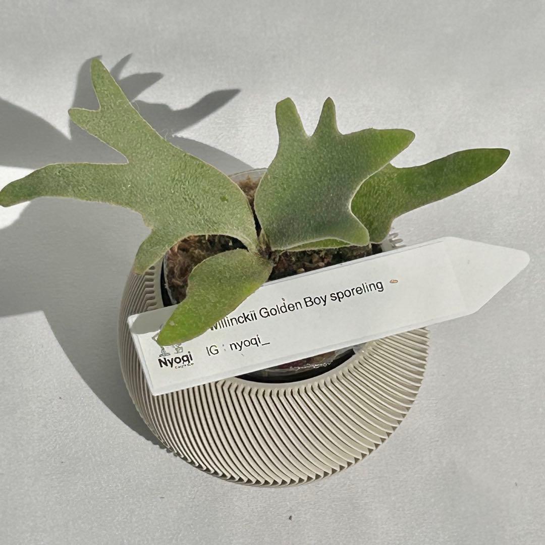 【メルカリ便】P. wilinckii Golden Boy spore【36】