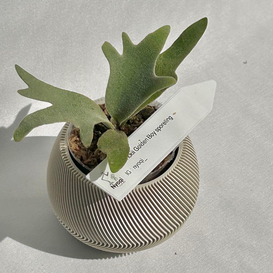 【メルカリ便】P. wilinckii Golden Boy spore【36】