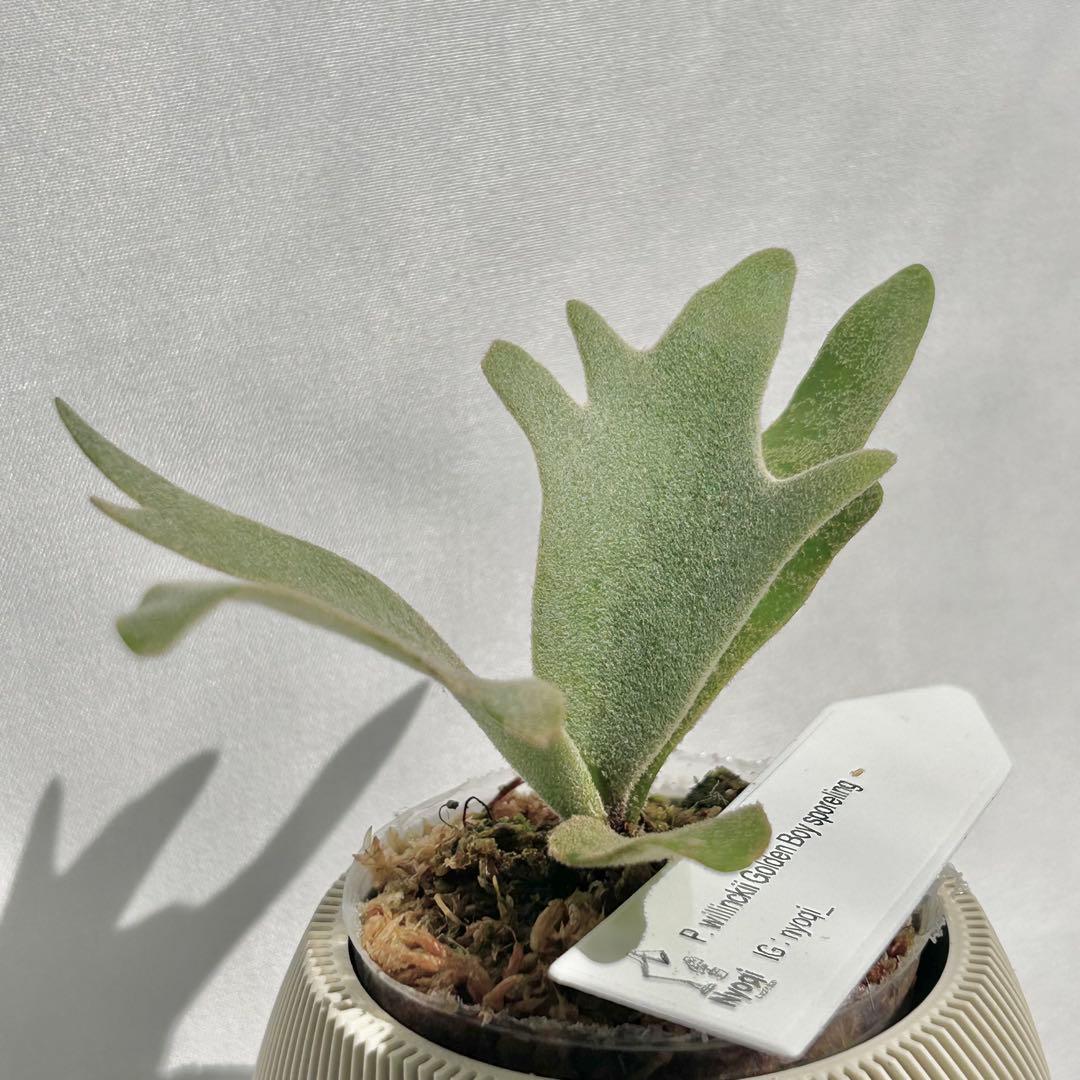 【メルカリ便】P. wilinckii Golden Boy spore【36】