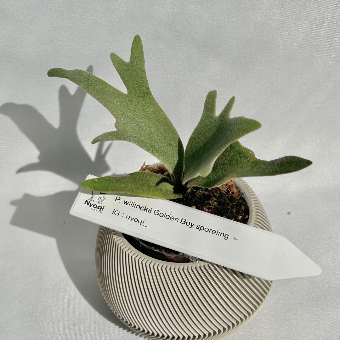 【メルカリ便】P. wilinckii Golden Boy spore【36】