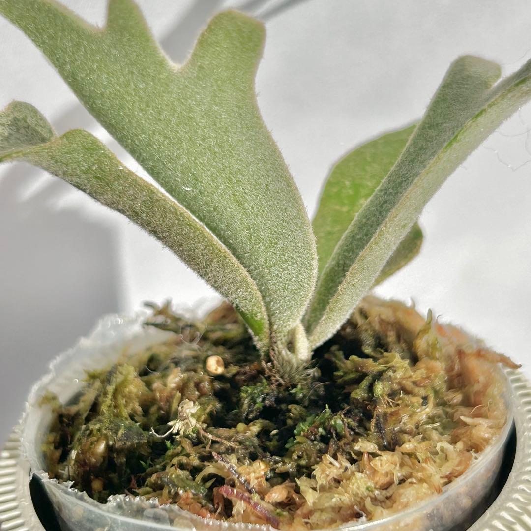 【メルカリ便】P. wilinckii Golden Boy spore【36】