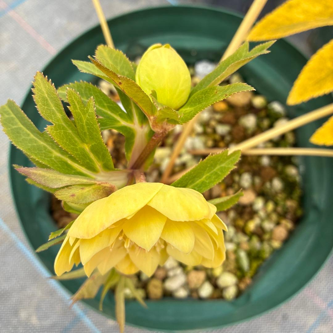 クリスマスローズ　グリーンゴールド　7寸