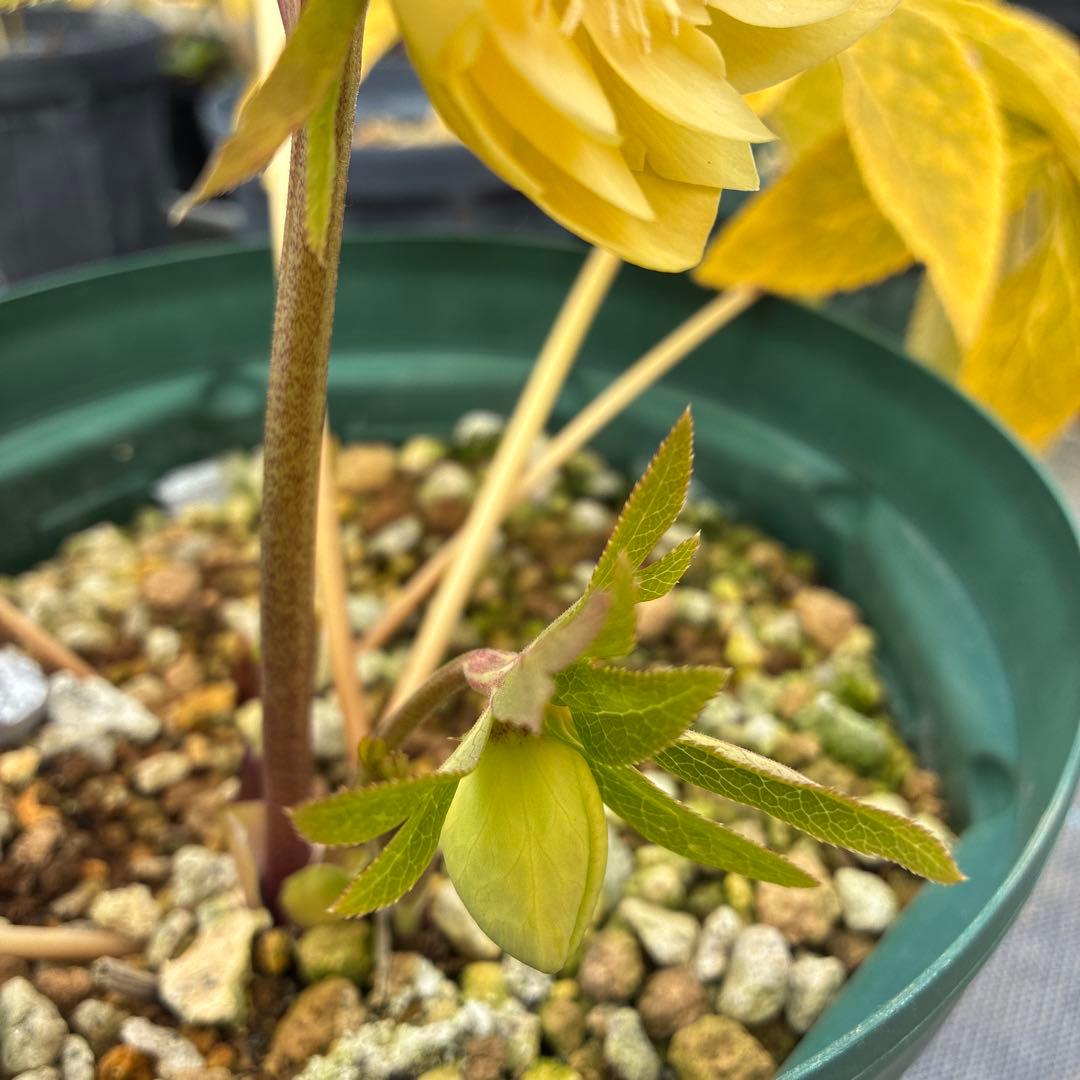 クリスマスローズ　グリーンゴールド　7寸