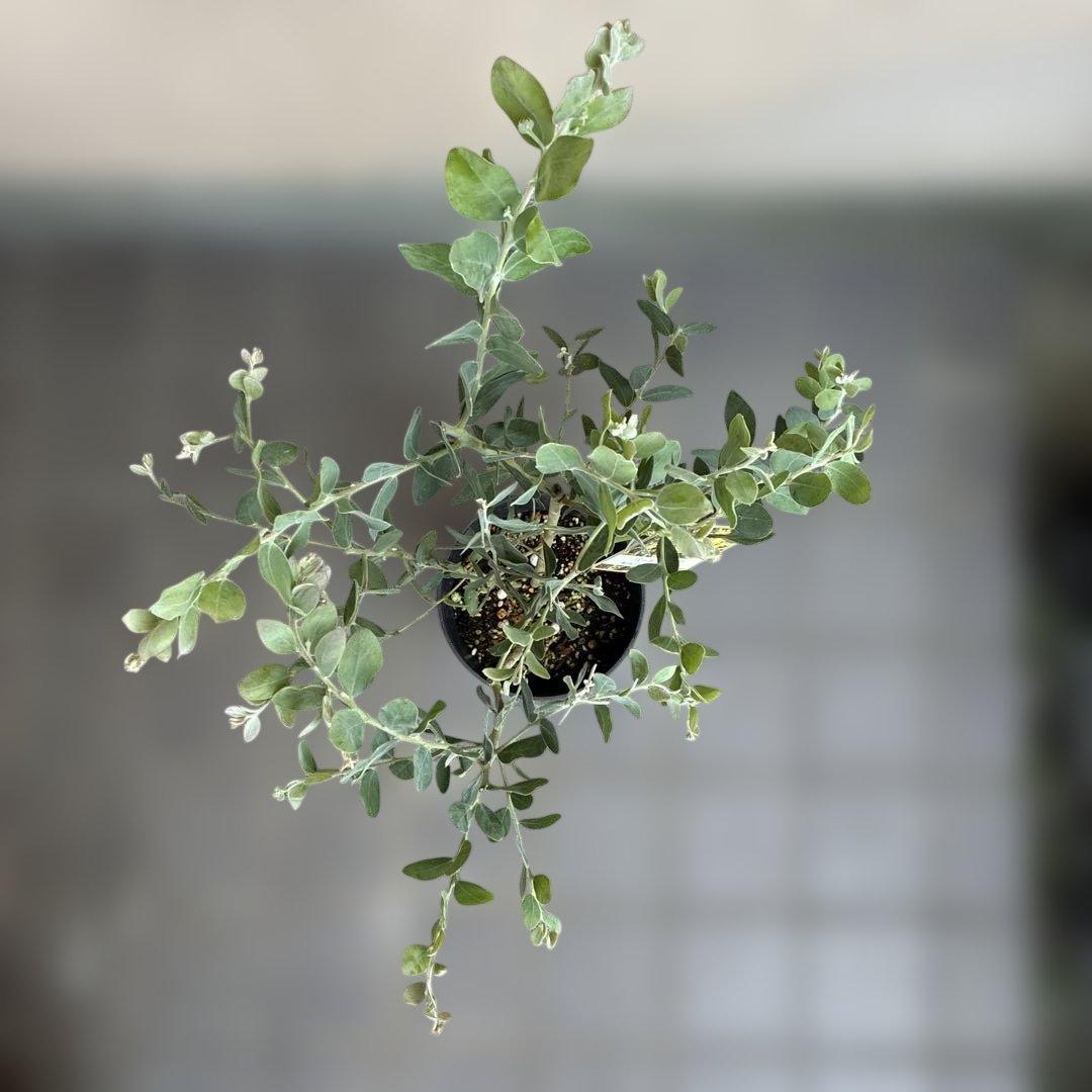 パール アカシア (真珠葉ミモザ) 正規仕入れ品新苗12