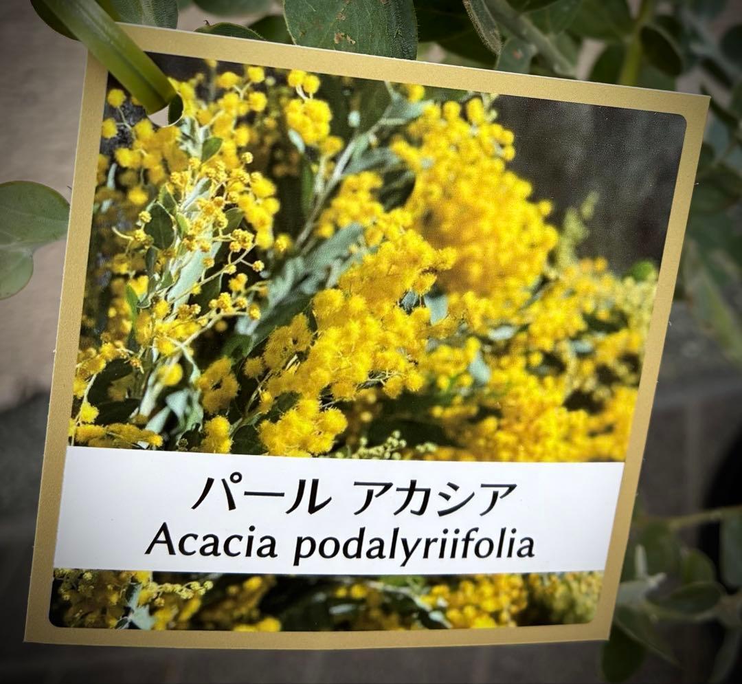 パール アカシア (真珠葉ミモザ) 正規仕入れ品新苗12