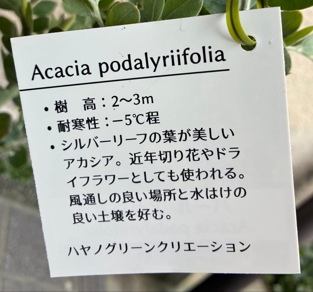 パール アカシア (真珠葉ミモザ) 正規仕入れ品新苗12