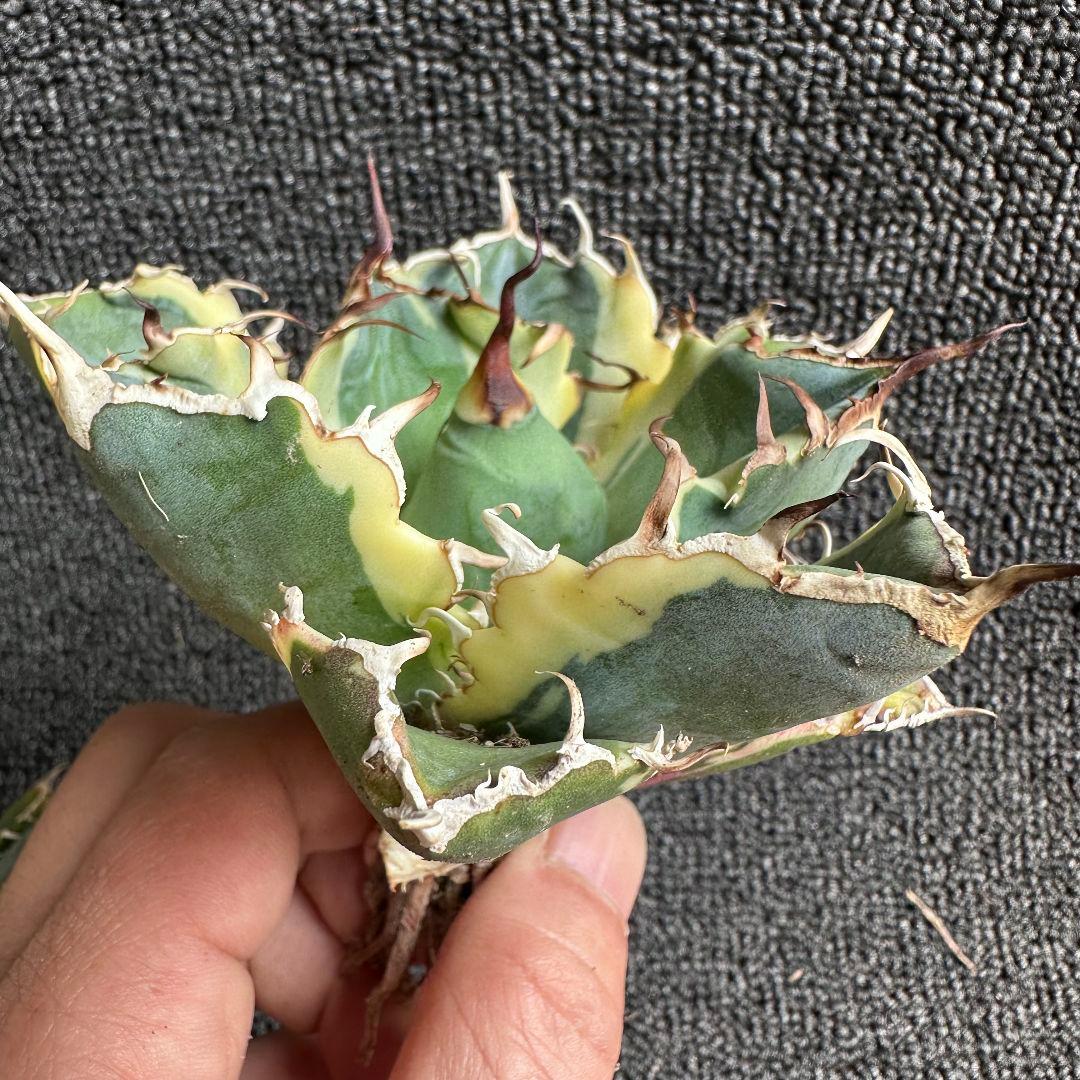 2028アガベ チタノタ 白鯨錦 覆輪斑 永久斑 極美株 2株セット