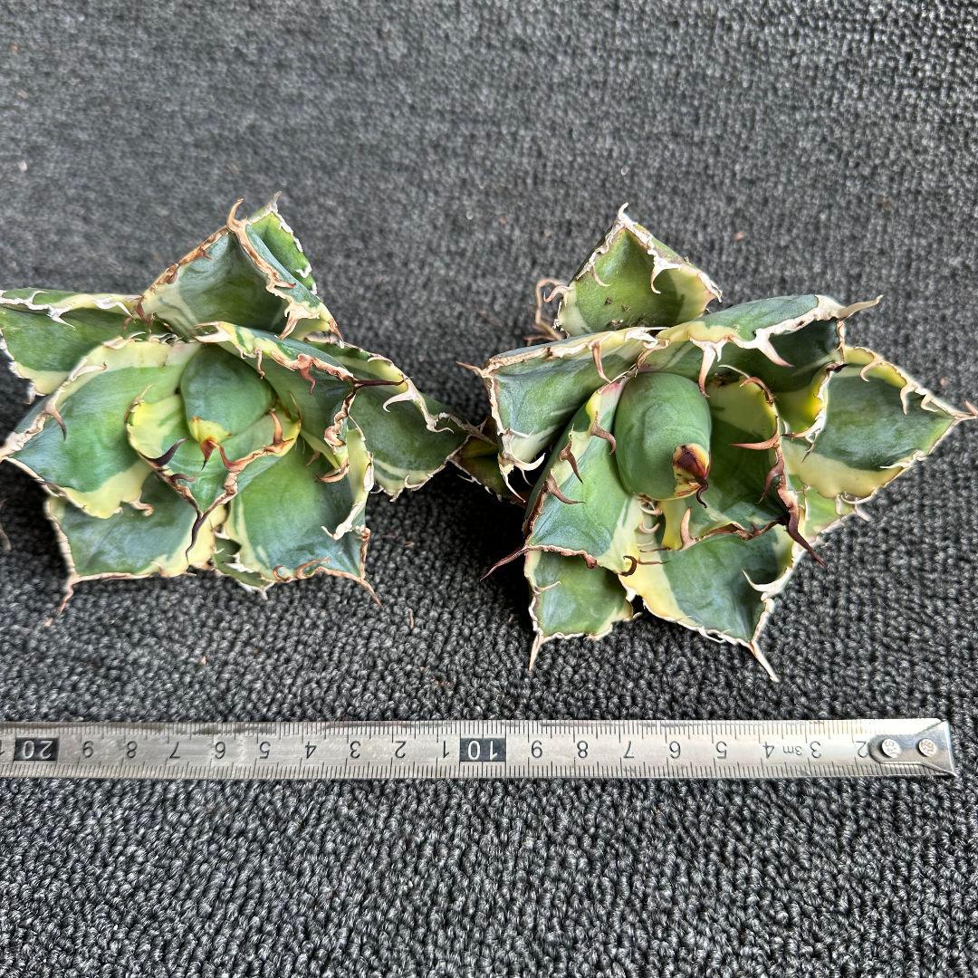 2028アガベ チタノタ 白鯨錦 覆輪斑 永久斑 極美株 2株セット