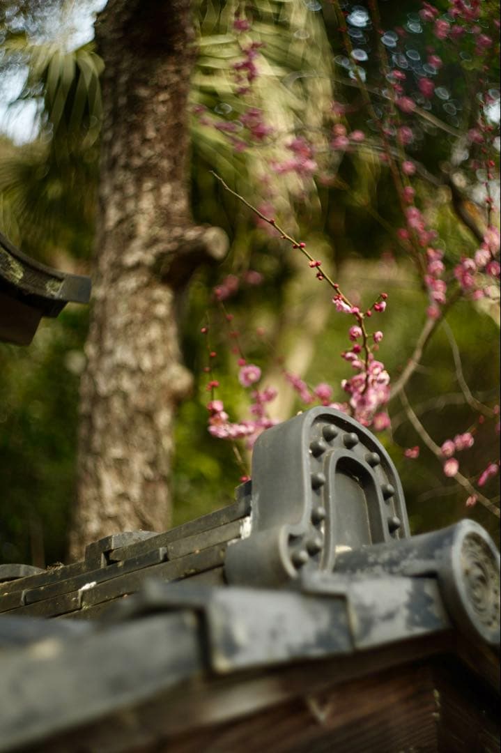 作例ありZenit Helios-44M-6 58mm f/2 レンズ