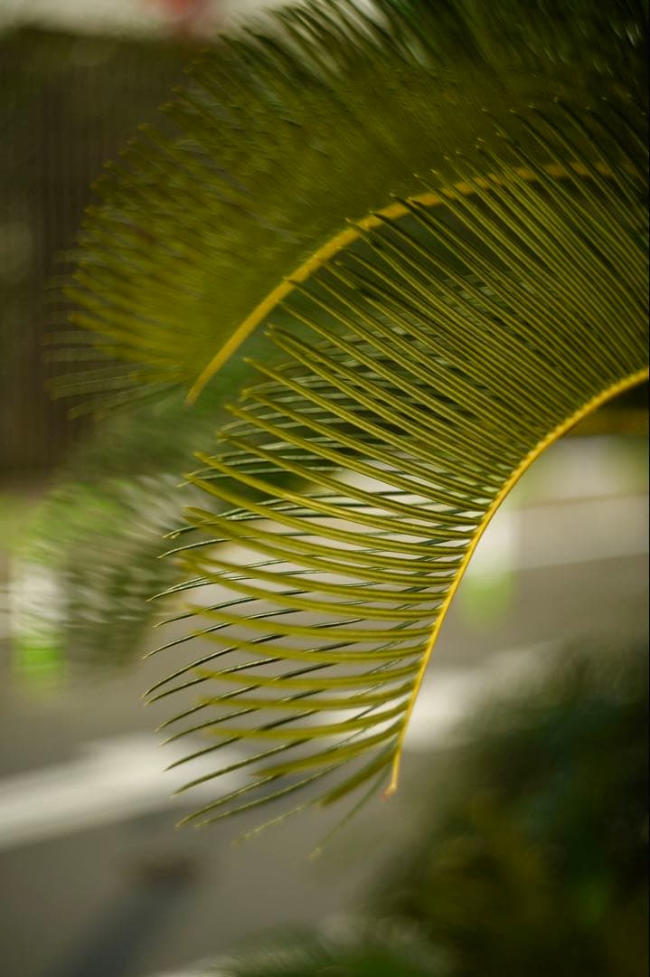 作例ありZenit Helios-44M-6 58mm f/2 レンズ