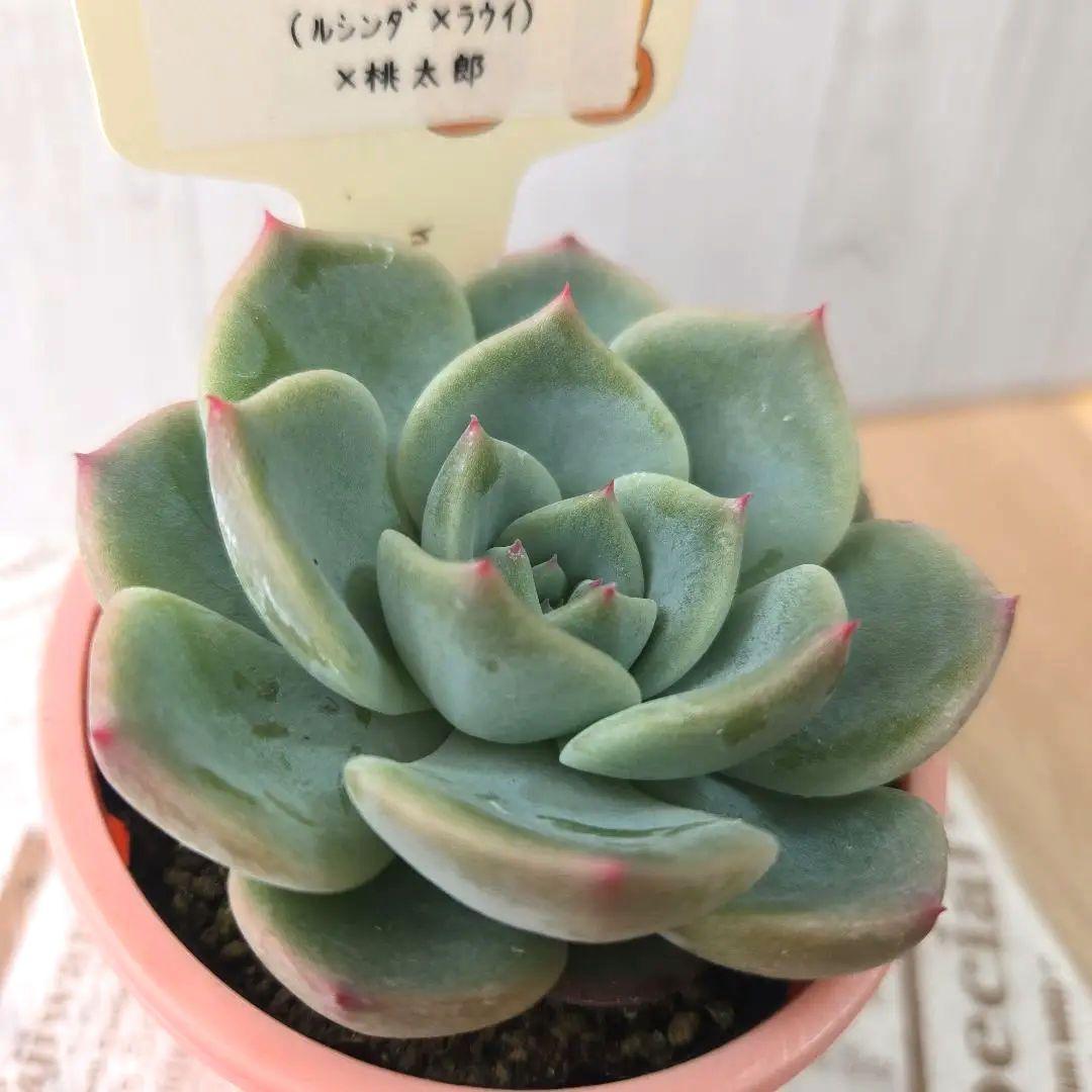 多肉植物 　farmPALK ファームパルク　茜小鶴　交配株　札つき　匿名配送