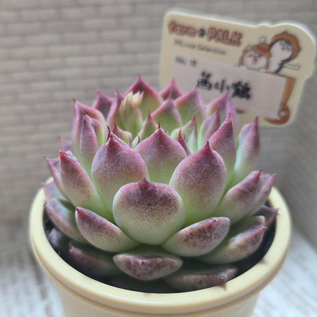 多肉植物 　farmPALK ファームパルク　茜小鶴　交配株　札つき　匿名配送