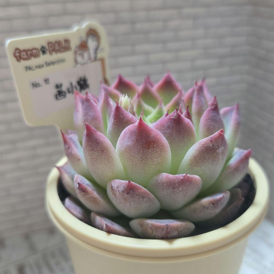 多肉植物 　farmPALK ファームパルク　茜小鶴　交配株　札つき　匿名配送