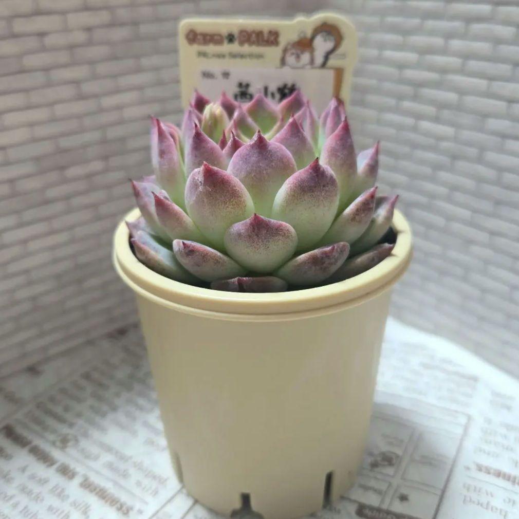 多肉植物 　farmPALK ファームパルク　茜小鶴　交配株　札つき　匿名配送