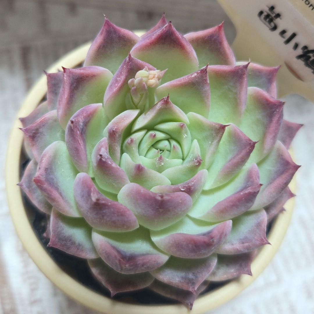 多肉植物 　farmPALK ファームパルク　茜小鶴　交配株　札つき　匿名配送