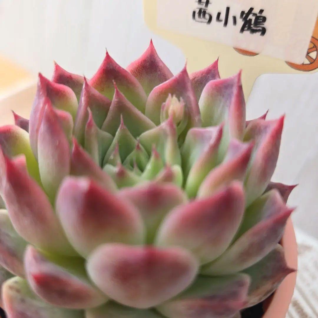 多肉植物 　farmPALK ファームパルク　茜小鶴　交配株　札つき　匿名配送