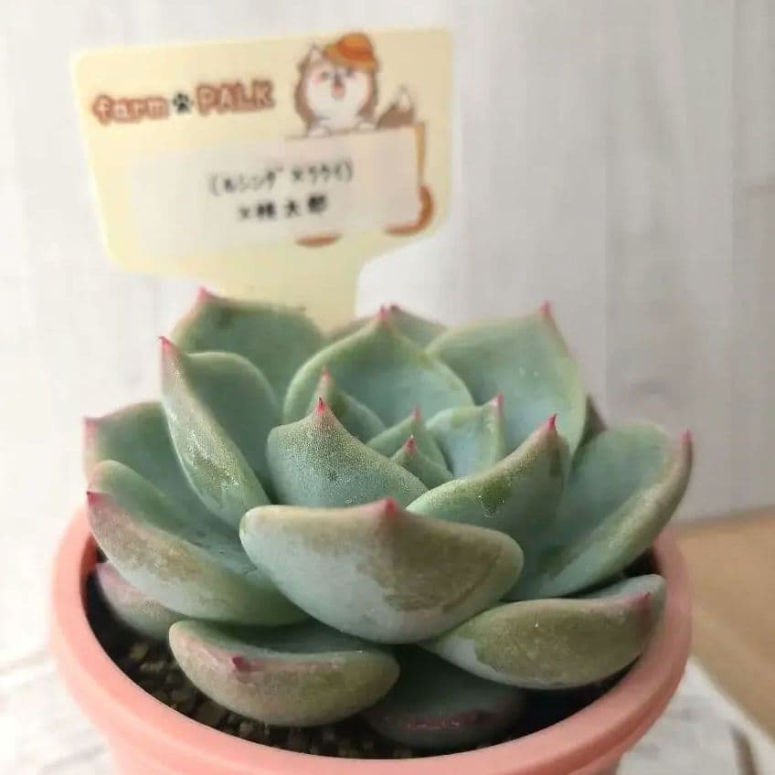 多肉植物 　farmPALK ファームパルク　茜小鶴　交配株　札つき　匿名配送