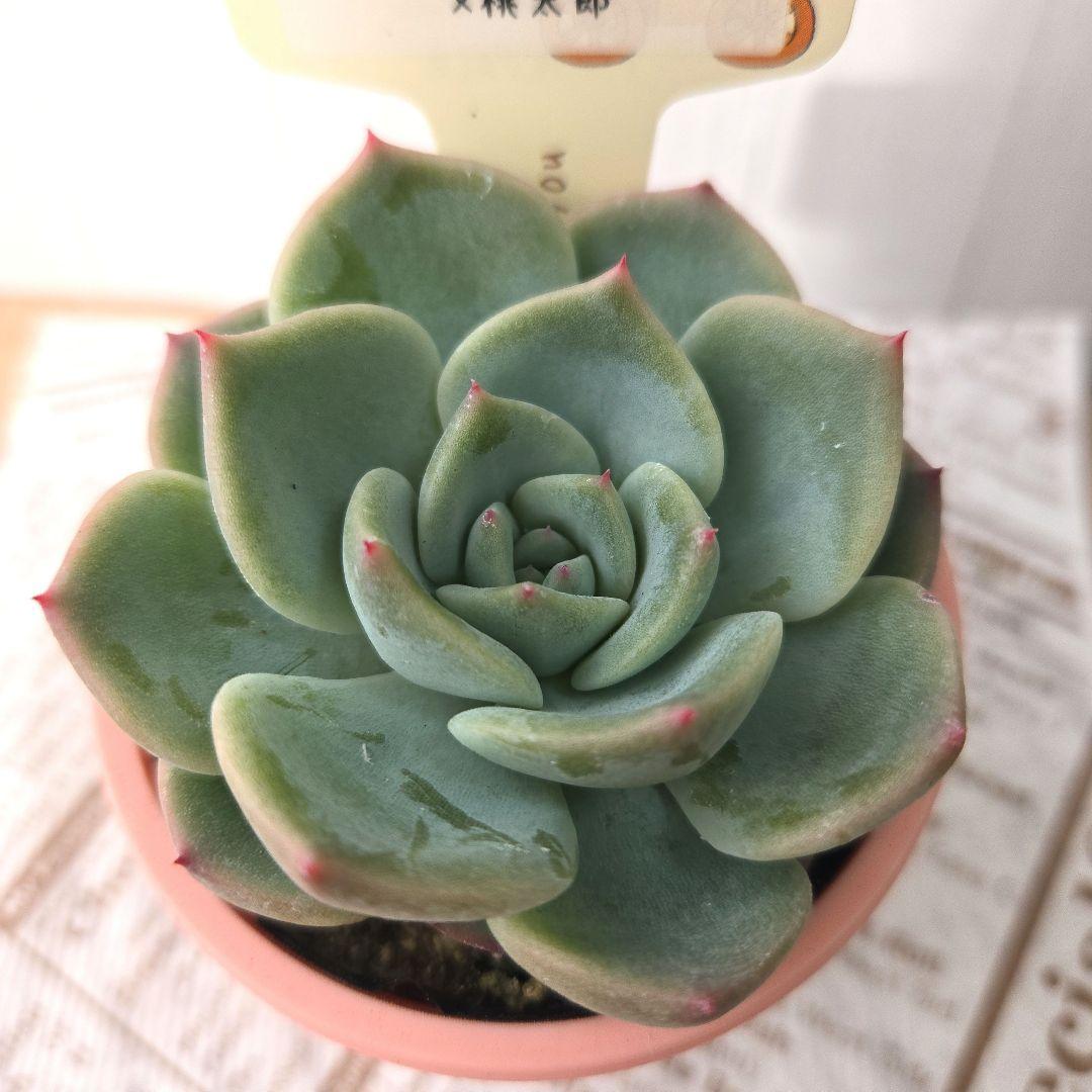 多肉植物 　farmPALK ファームパルク　茜小鶴　交配株　札つき　匿名配送