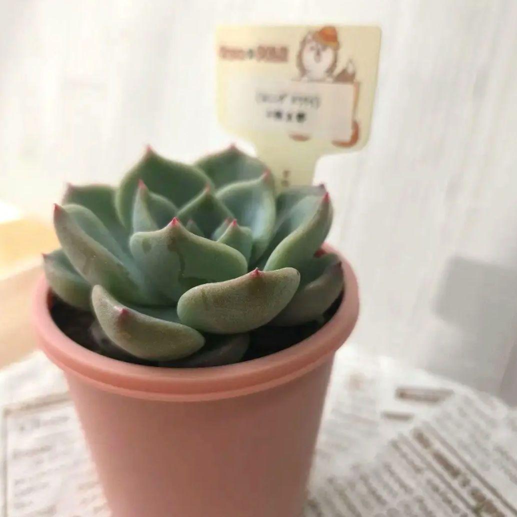 多肉植物 　farmPALK ファームパルク　茜小鶴　交配株　札つき　匿名配送