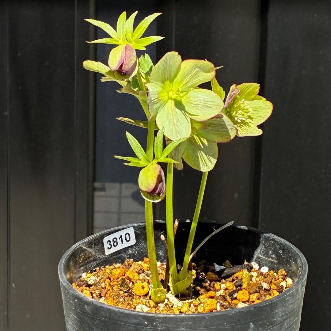 810☘️1年管理☘️極上⭐️原生地採取実生⭐️torquatus⭐️小輪フラッシュベイン